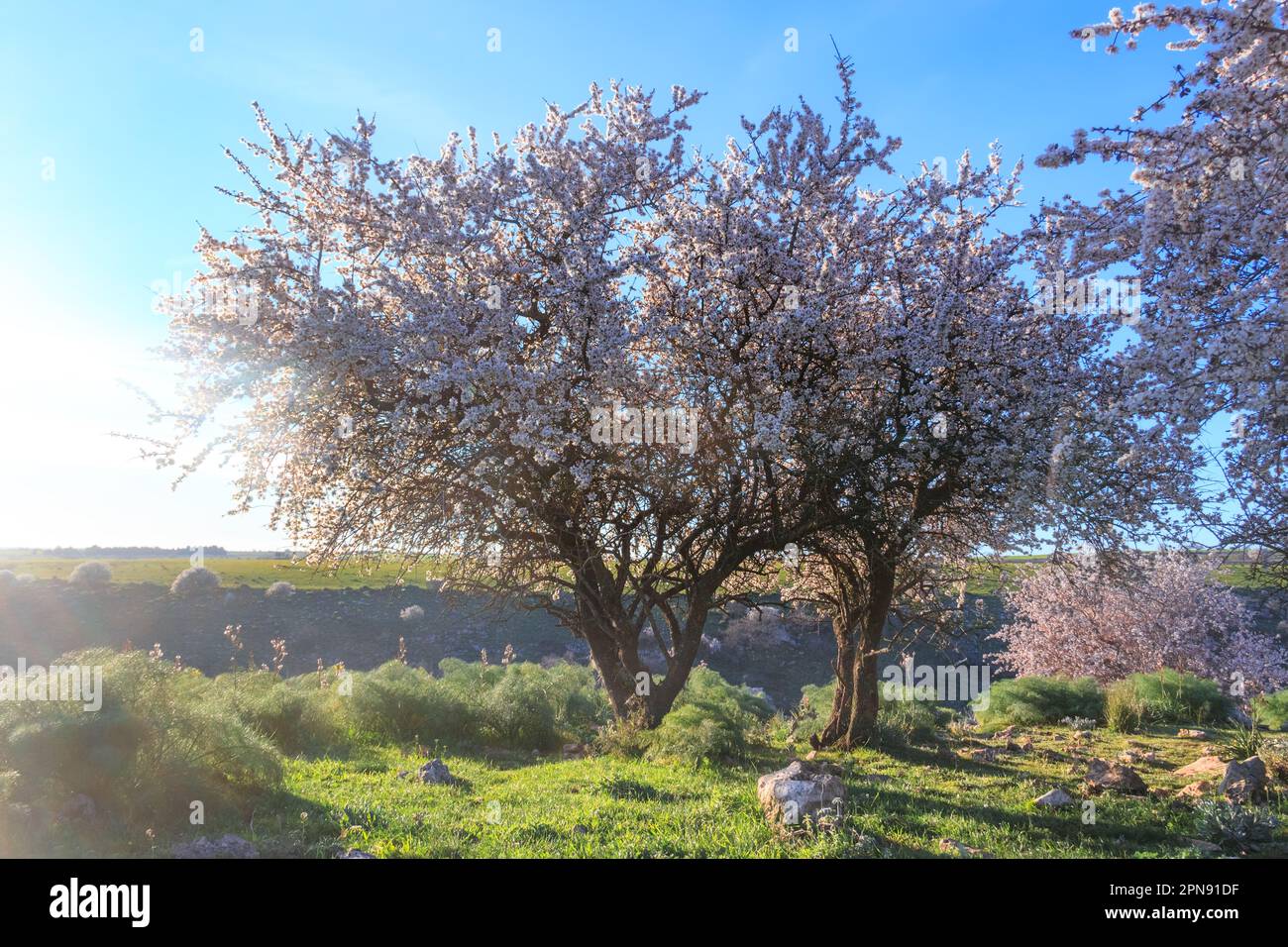 SPRINGTIME. Alta Murgia National Park: wild almond tree in bloom at dawn in Apulia, Italy. Stock Photo