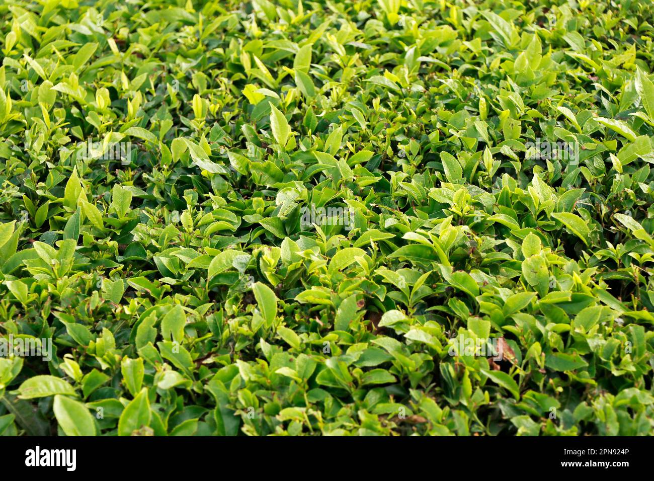 Close up farm fresh hi-res stock photography and images - Alamy