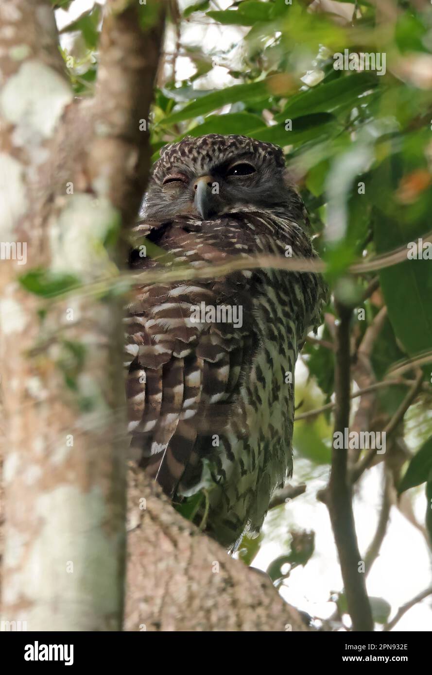 Powerful Owl (Ninox strenua) adult perched in tree in daytime roost