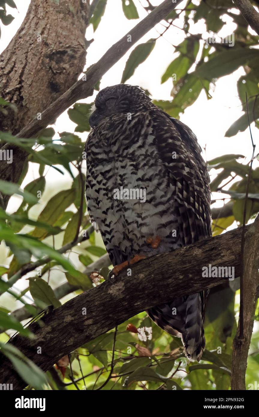 Powerful Owl (Ninox strenua) adult perched in tree in daytime roost