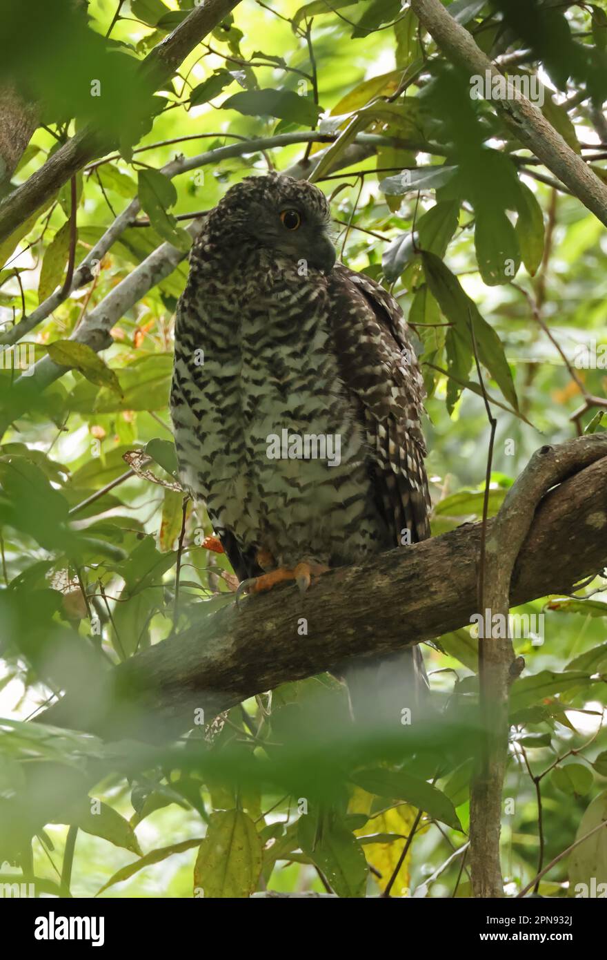 Powerful Owl (Ninox strenua) adult perched in tree in daytime roost