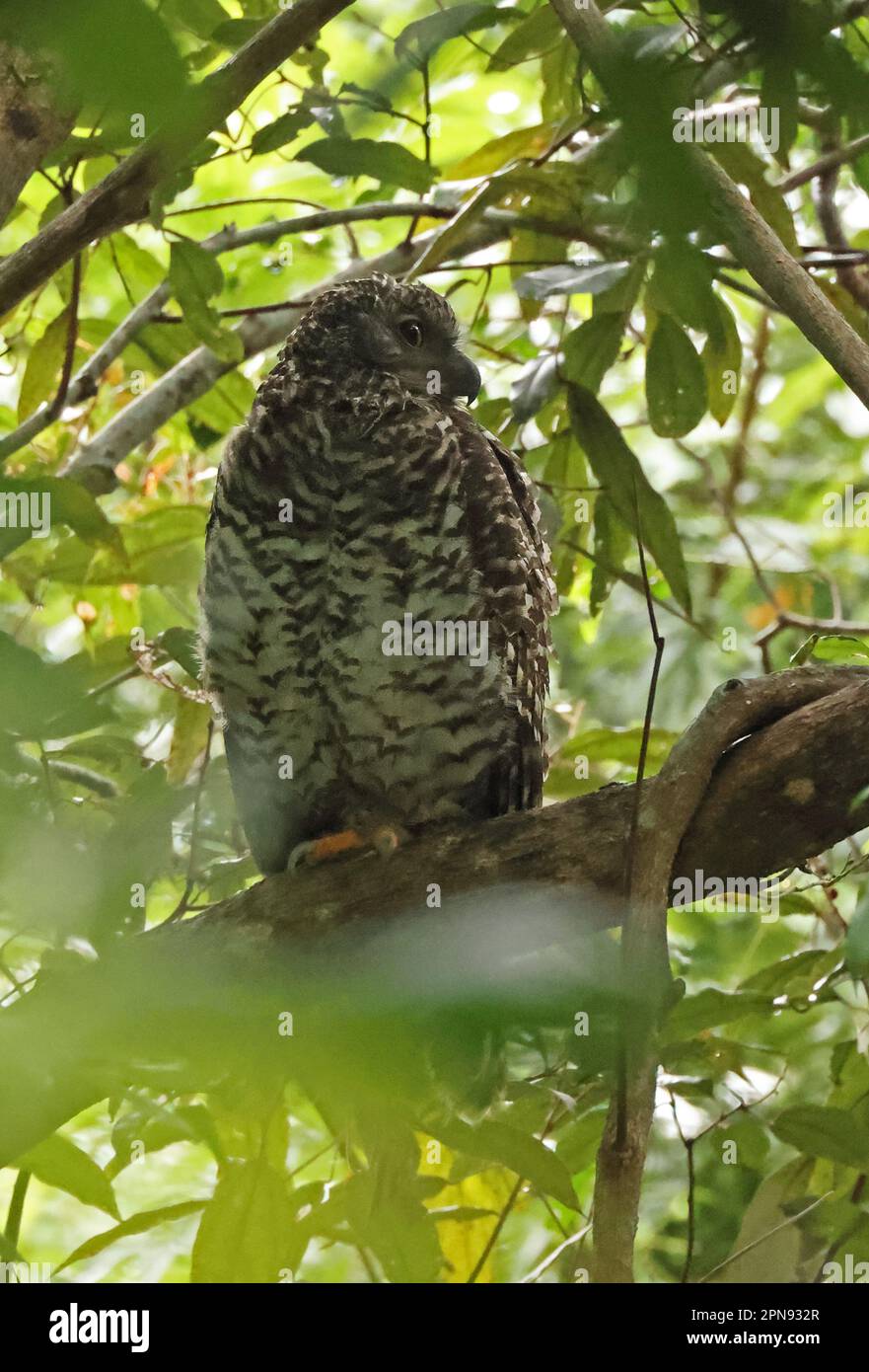 Powerful Owl (Ninox strenua) adult perched in tree in daytime roost