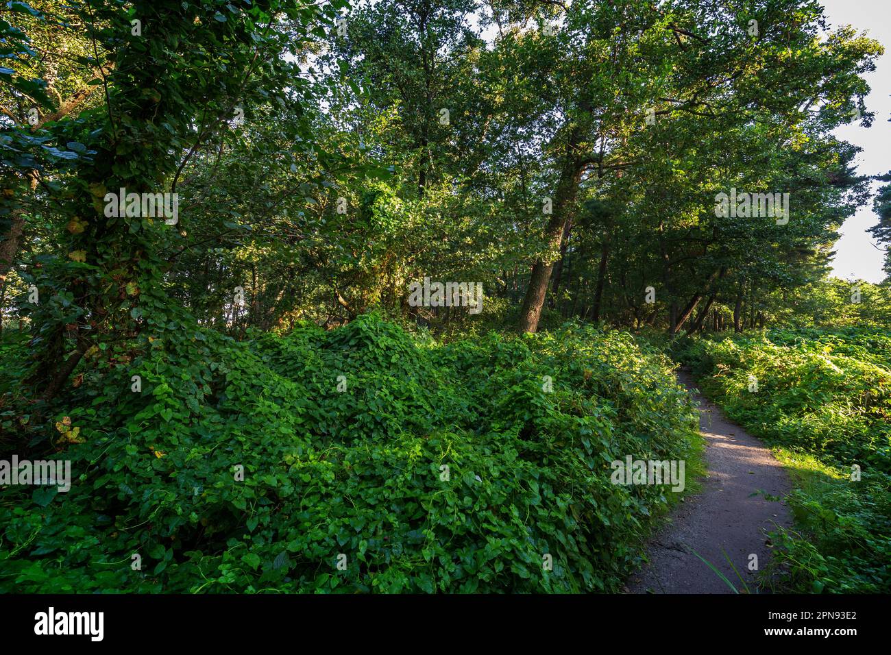 Footpath in a lush forest along the Tulliniemi nature trail in Hanko, Finland, on a sunny day in the summer. Stock Photo