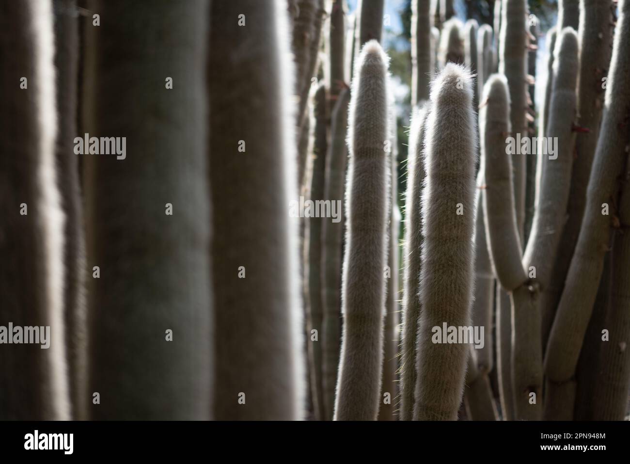 Mostly blurred photo of the cactus silver torch or wooly torch Stock Photo