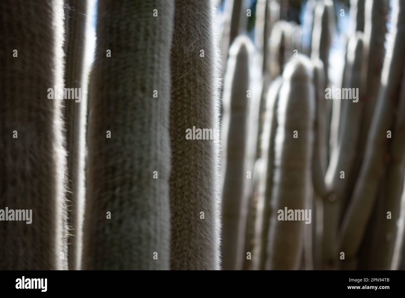 Mostly blurred photo of the cactus silver torch or wooly torch Stock Photo