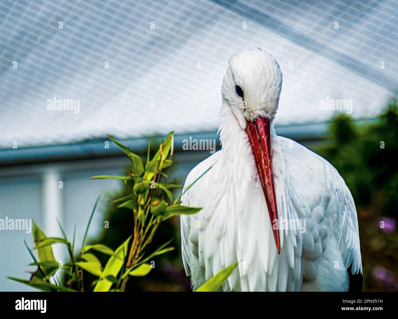 Vogelstalking hi-res stock photography and images - Alamy