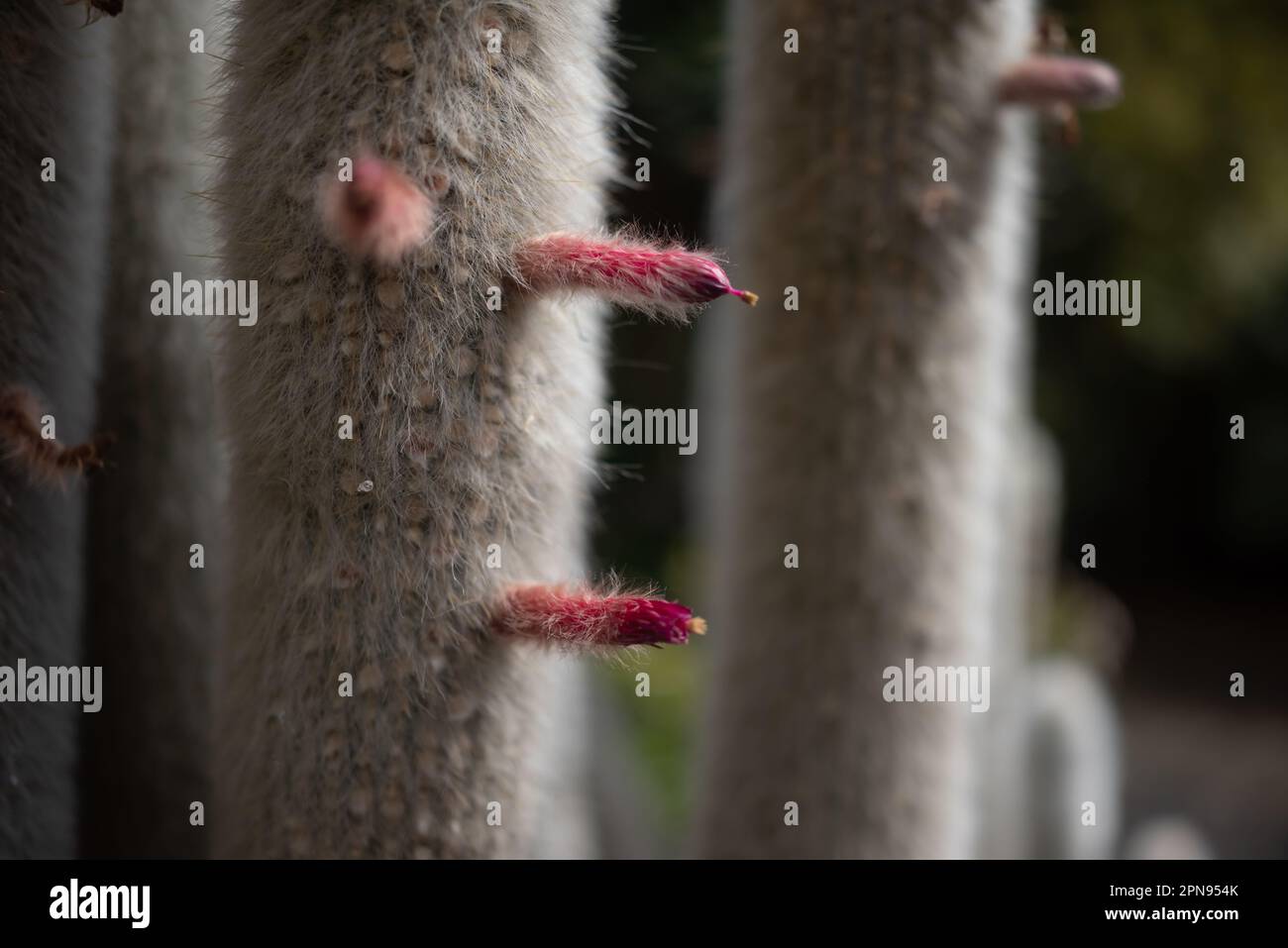 Mostly blurred photo of the pink red flowers of cactus silver torch Stock Photo