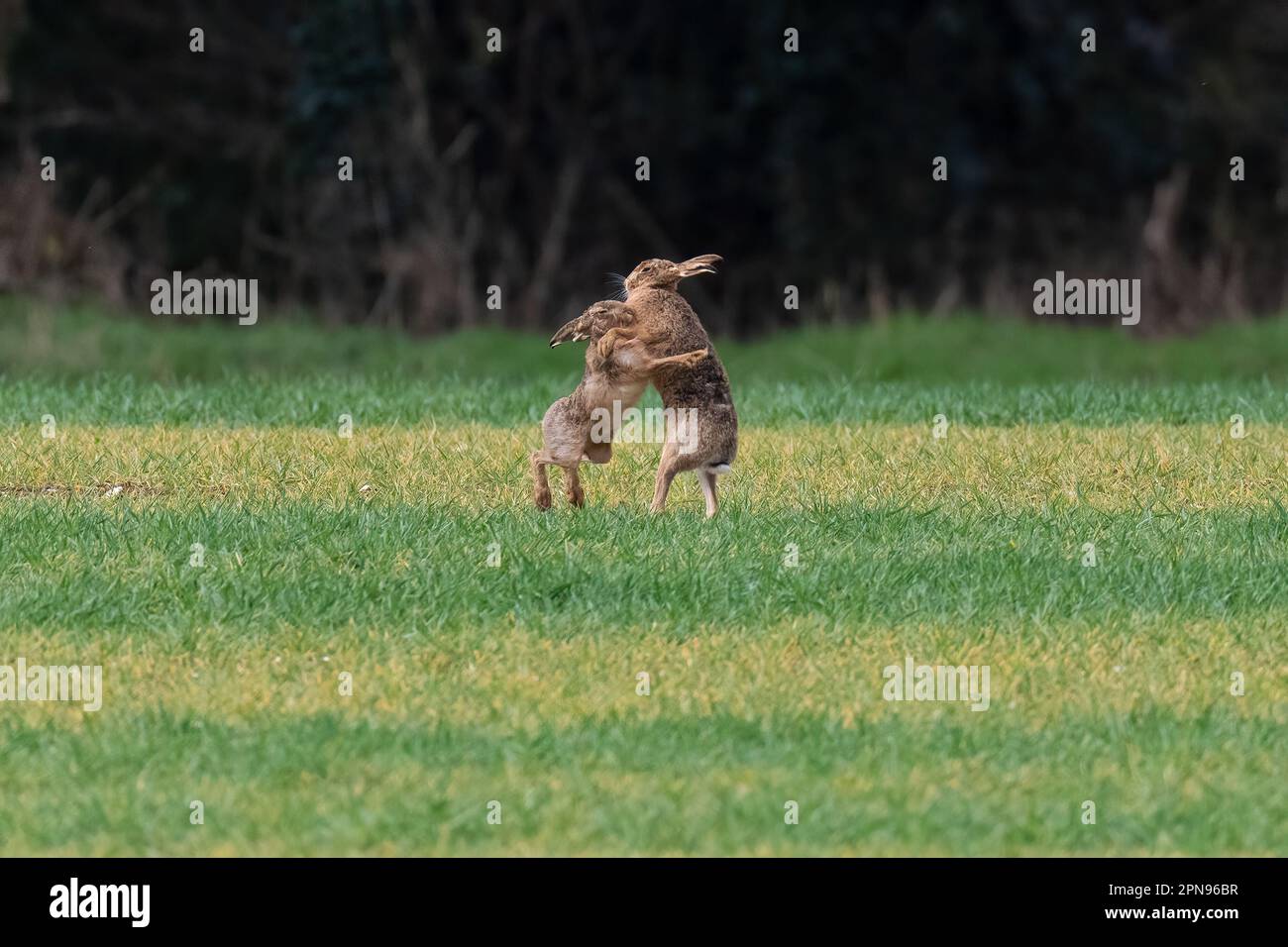 Brown Hares Lepus europaeus box. Spring. Uk Stock Photo Alamy