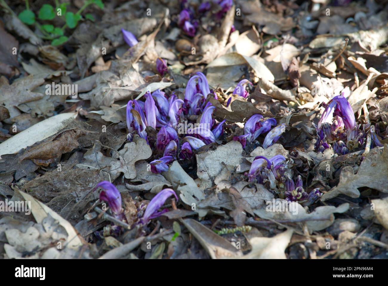 Purple spring flowers of hidden toothwort Lathraea clandestina in UK garden April Stock Photo