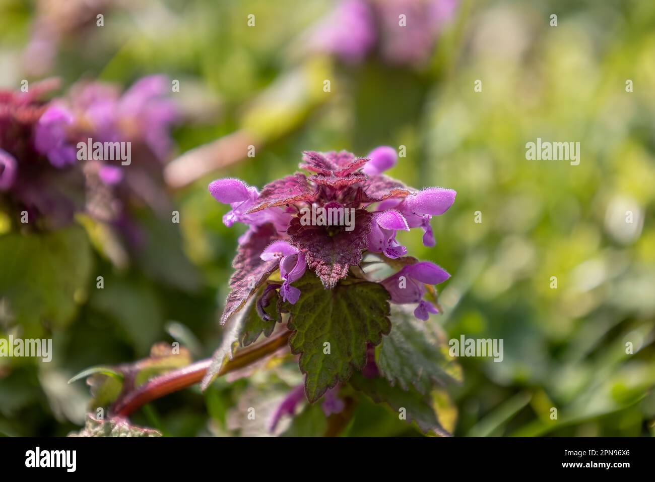 The pretty purple flowers of the dead nettle also called in Latin