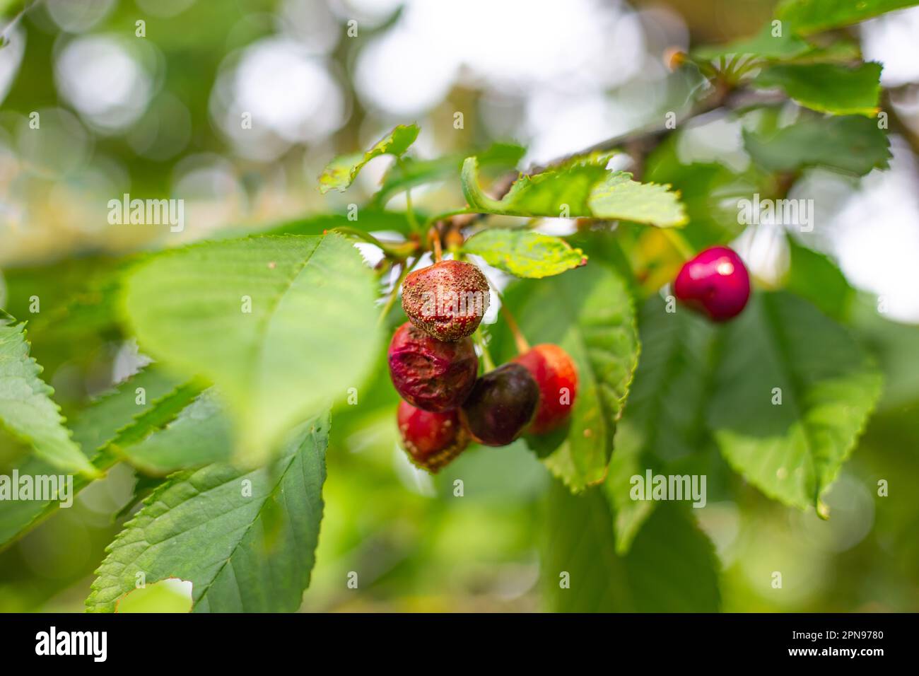 Berries of ripe cherries on a tree branch affected by gray rot. Disease moniliasis in ripe fruits. Stock Photo