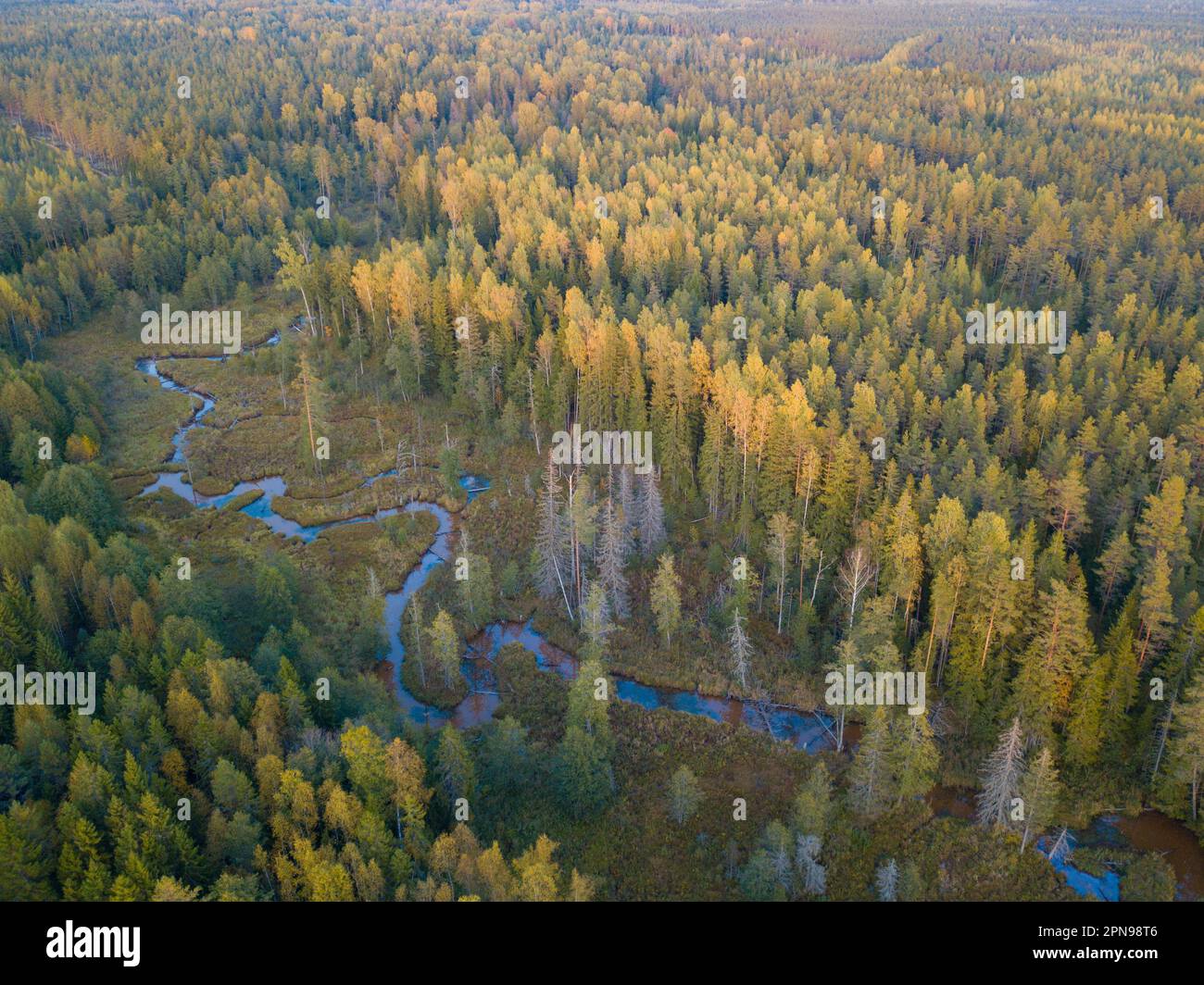 An aerial view of a river running through the lush green forest with ...