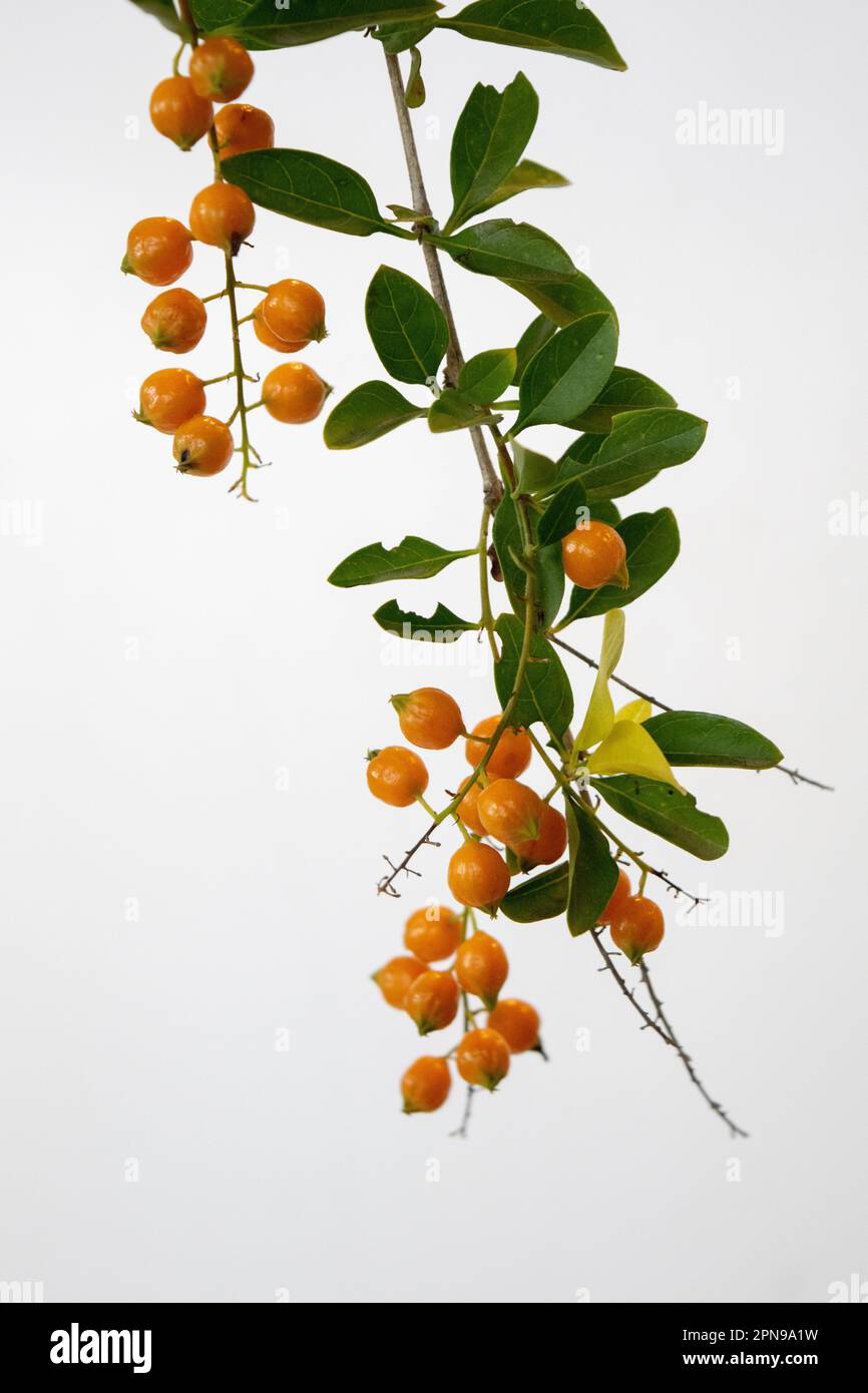 Orange seeds os he plant Duranta Erecta Stock Photo