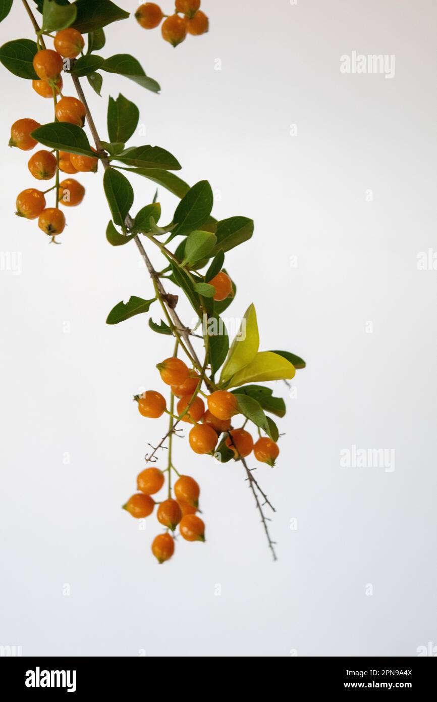 Orange seeds os he plant Duranta Erecta Stock Photo