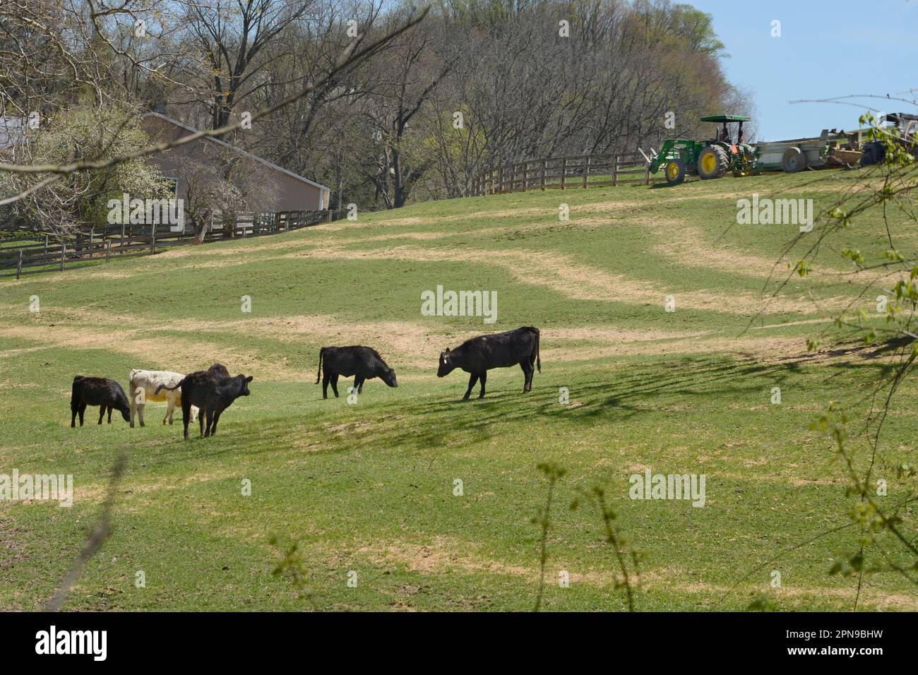 Beef cattle graze in a pasture on a rural farm in Abingdon Virginia