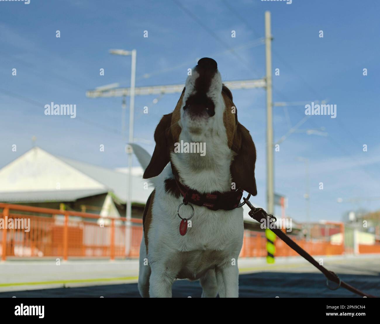 A dog waits for his owner at the train station. The concept of loyalty