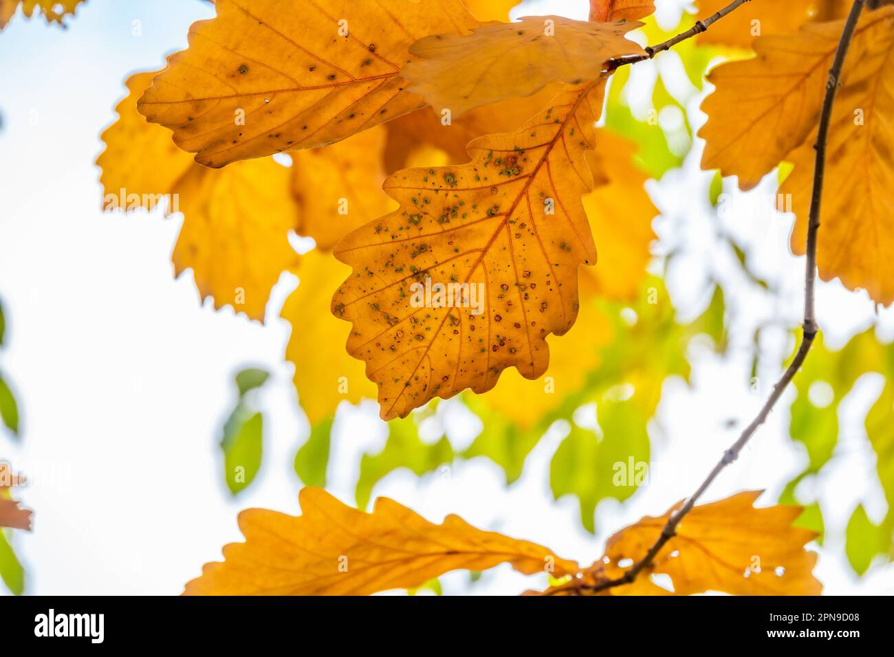 Autumn yellow leaves of oak tree in autumn park. Fall background with ...