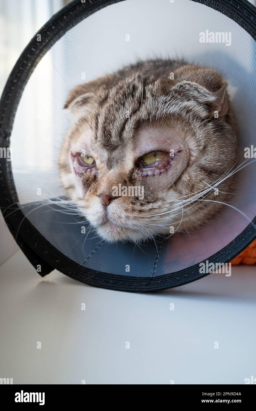 Cat after a surgical operation on the eyes, with stitches on the lower