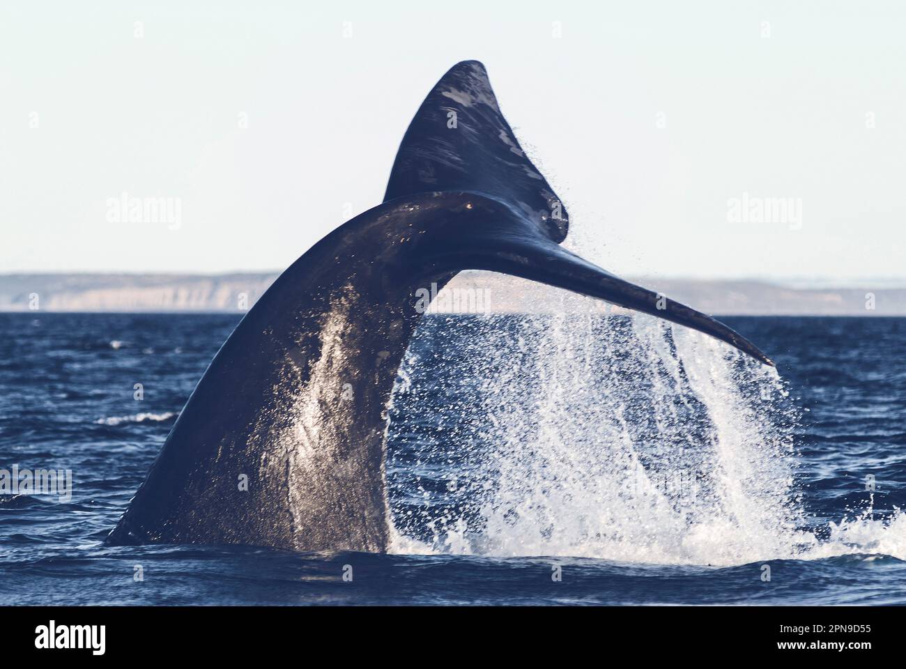 Southern Right Whale tail, Peninsula Valdes, Patagonia, Argentina Stock ...