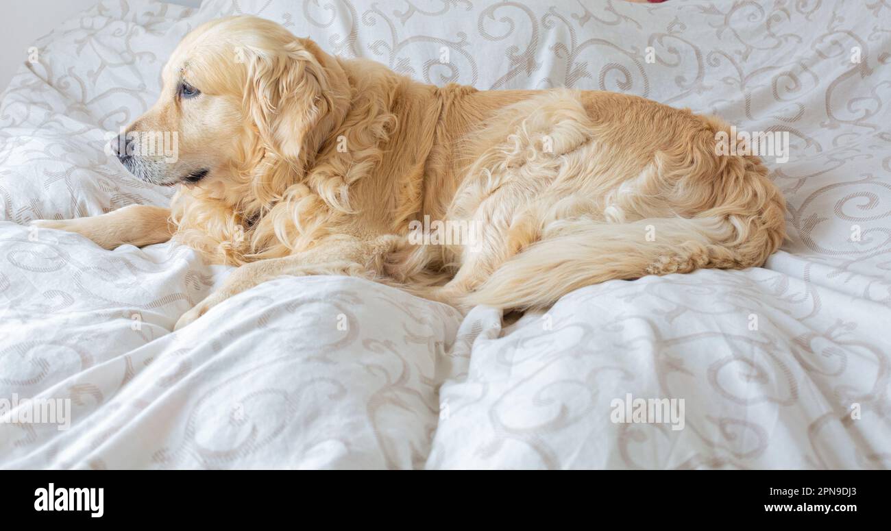 Golden Retriever dog in bed Stock Photo Alamy