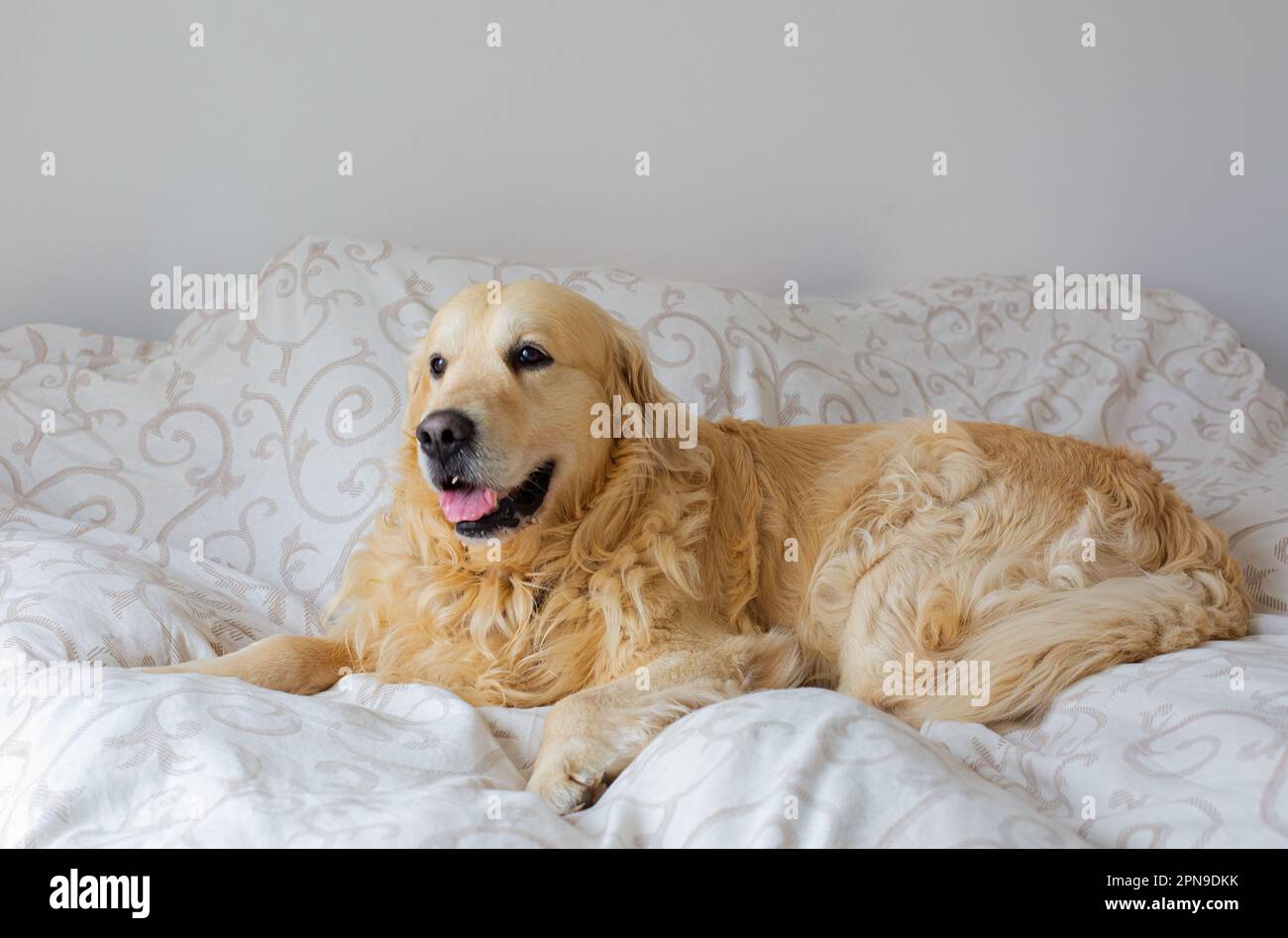 Golden Retriever dog in bed Stock Photo - Alamy