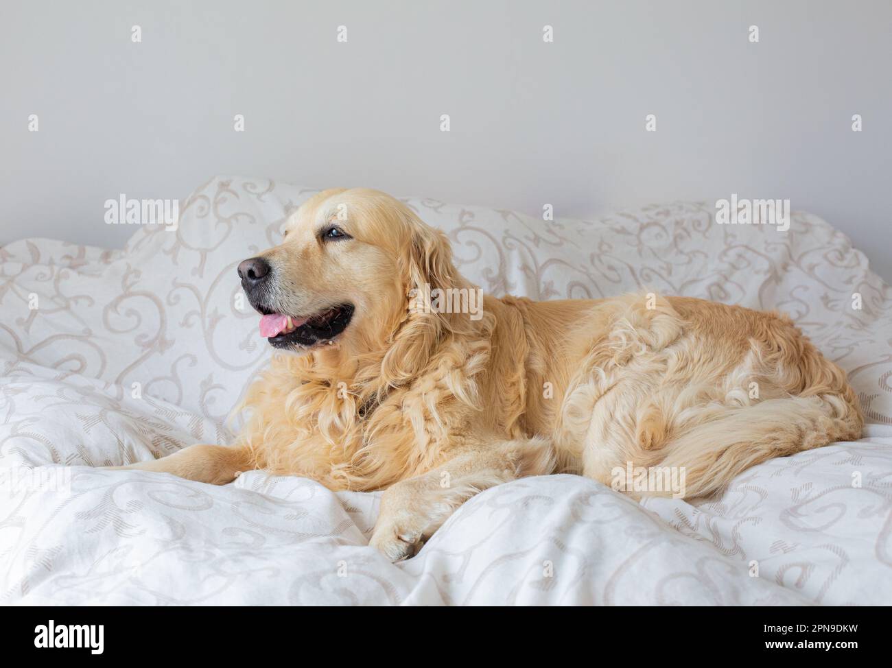Golden Retriever dog in bed Stock Photo Alamy