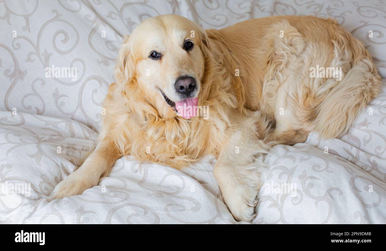 Golden Retriever dog in bed Stock Photo Alamy