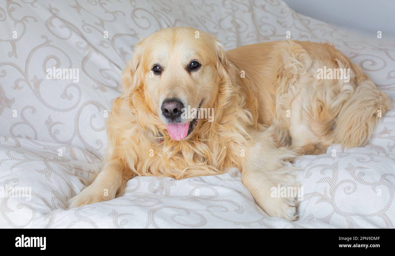 Golden Retriever dog in bed Stock Photo - Alamy