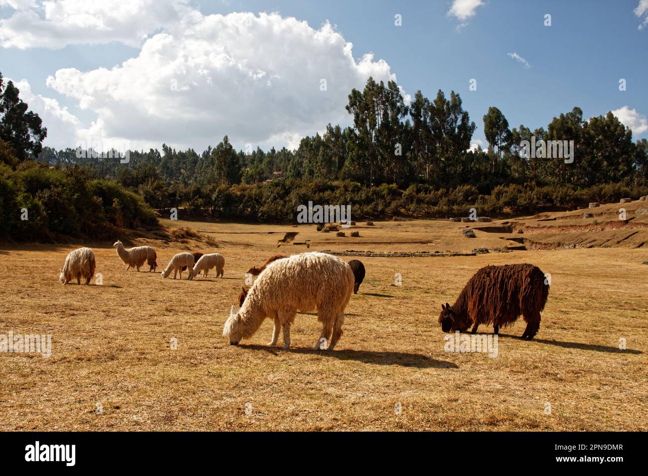 Grazing alpacas on a sunny afternoon outside Cusco, Peru Stock Photo
