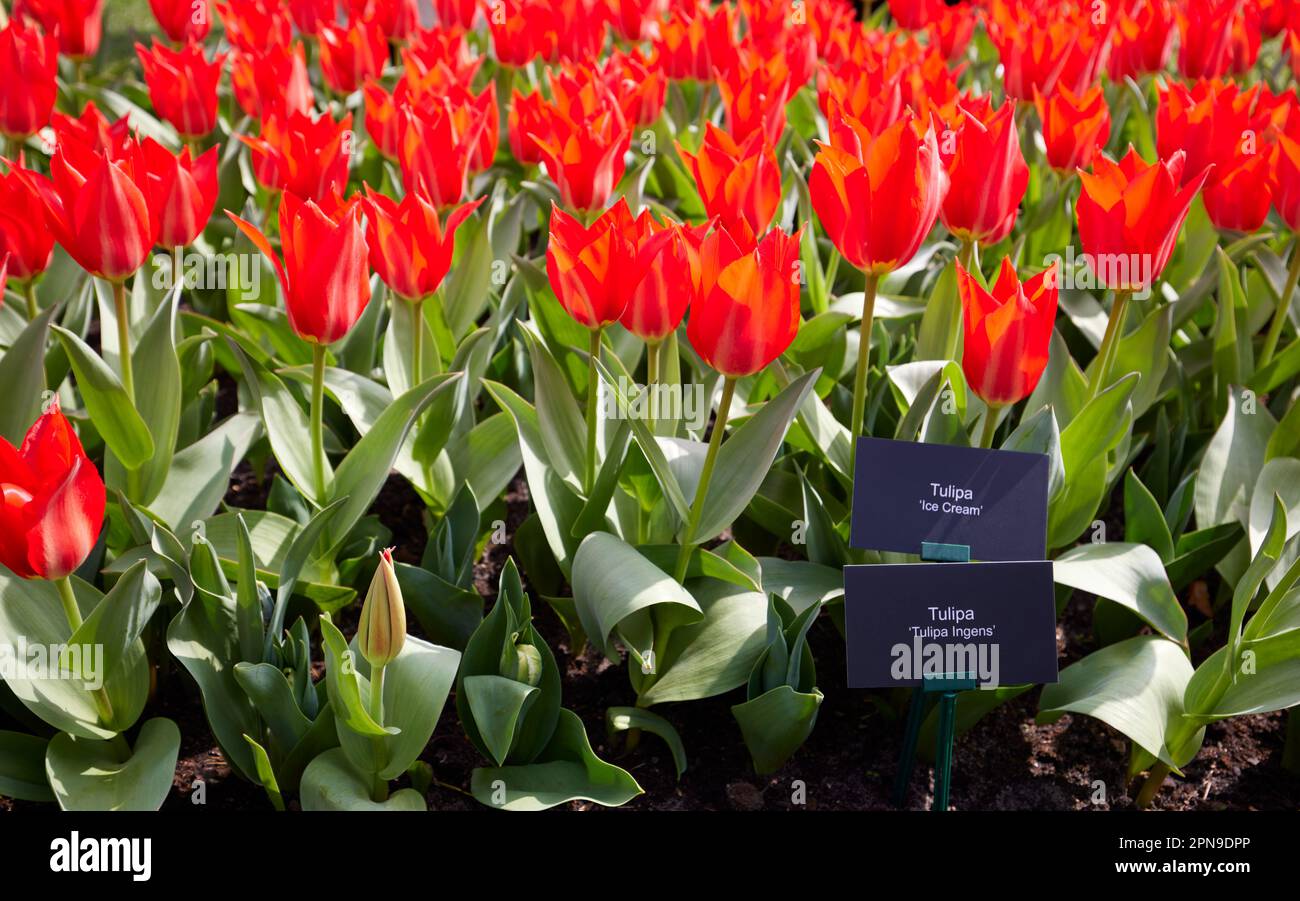 'Tulipa ice cream' - tulip varieties in Keukenhof gardens The Netherlands Stock Photo