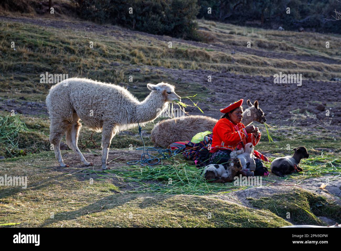 Peruvian locals dressed up in traditional clothes sitting on the ground with their animals Stock Photo