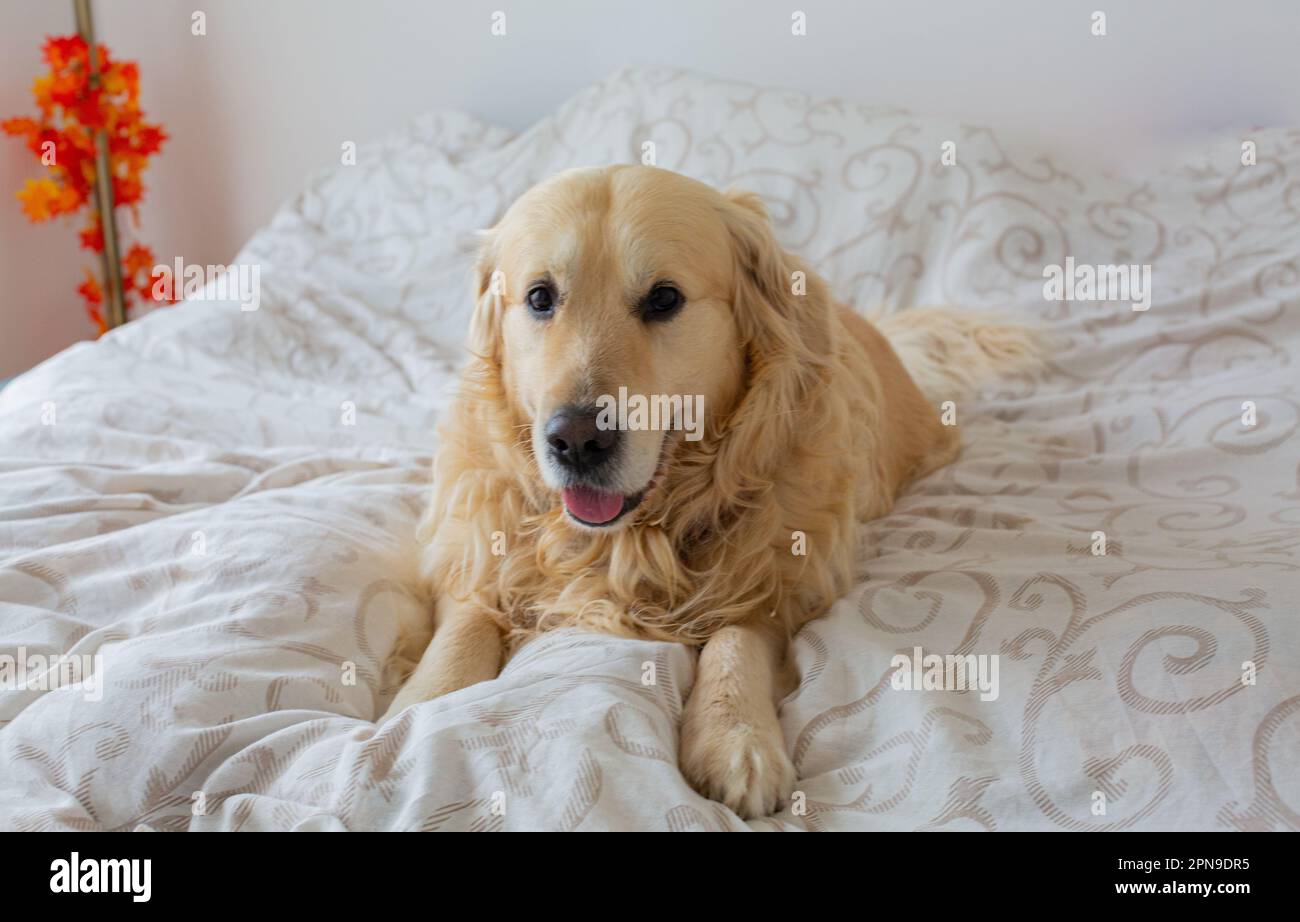 Golden Retriever dog in bed Stock Photo - Alamy