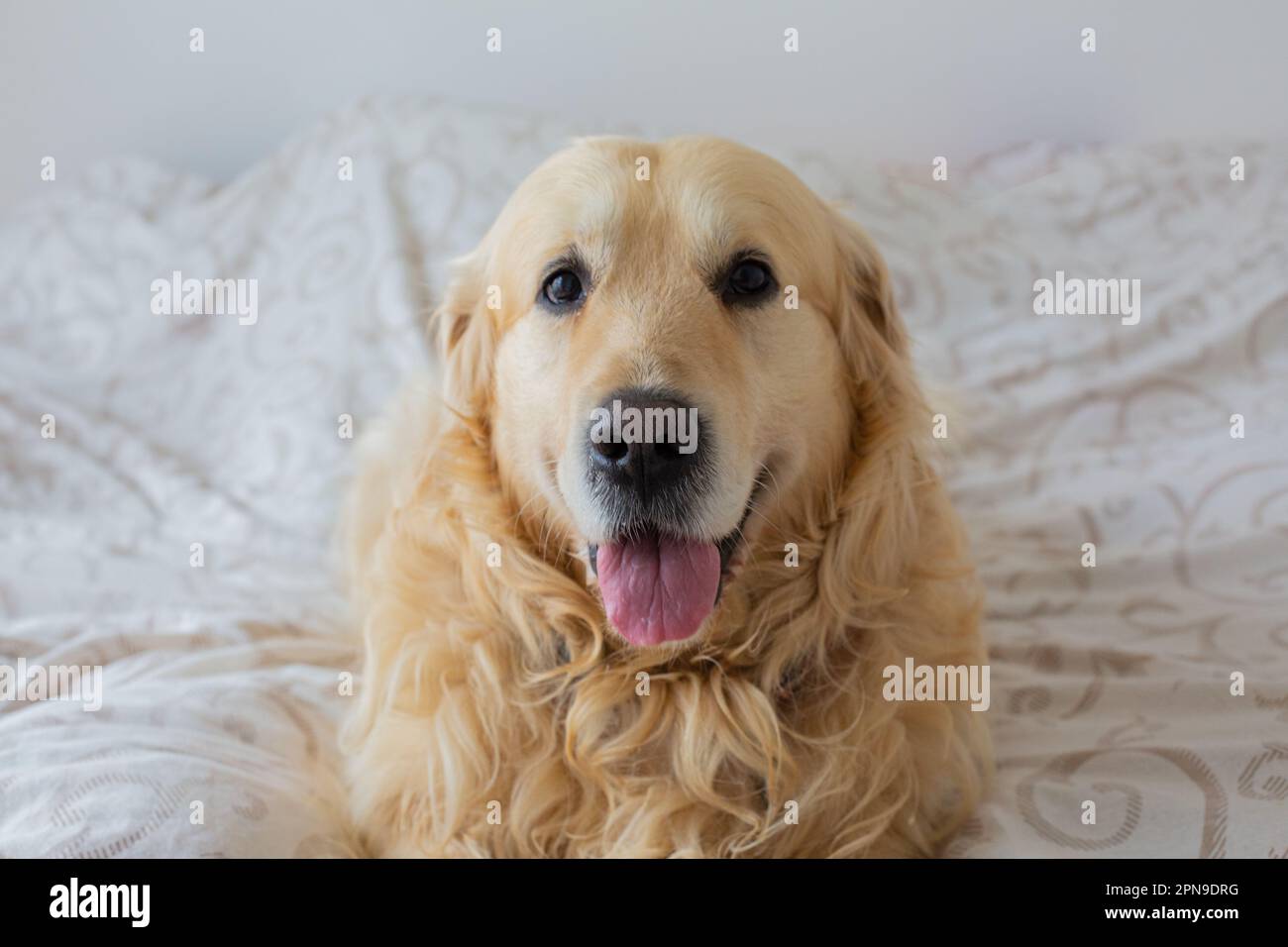 Golden Retriever dog in bed Stock Photo - Alamy