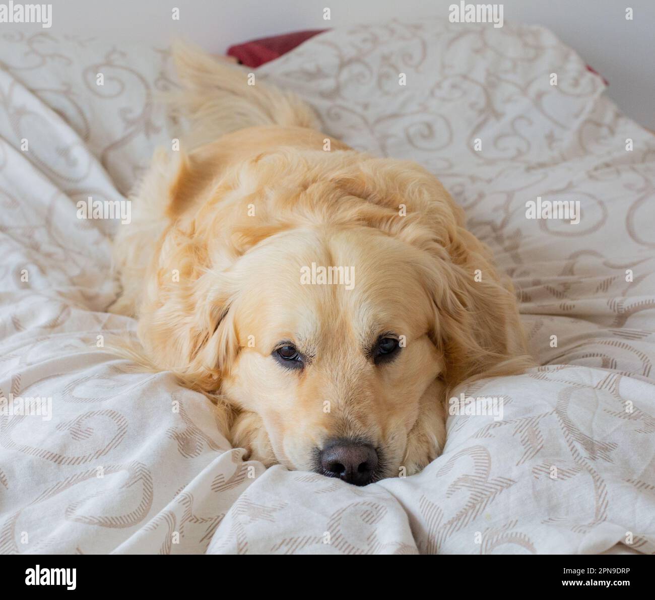 Golden Retriever dog in bed Stock Photo Alamy