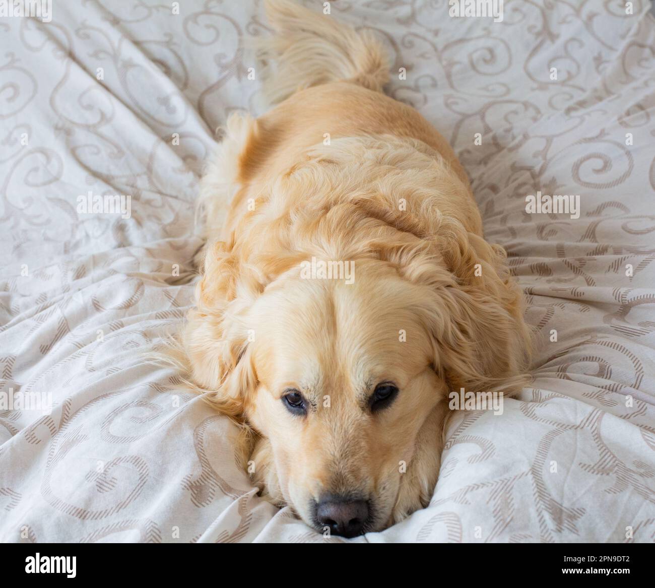 Golden Retriever dog in bed Stock Photo - Alamy