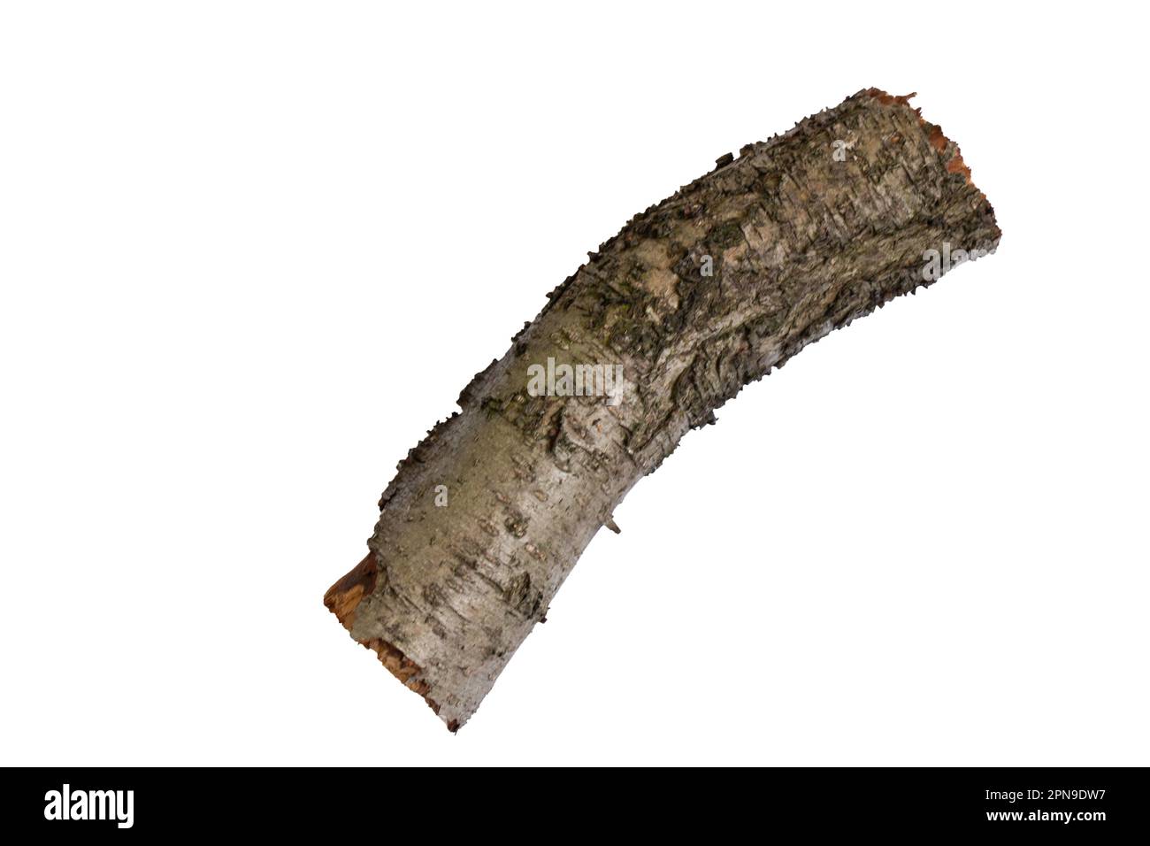 cut down old cherry log on a white background Stock Photo