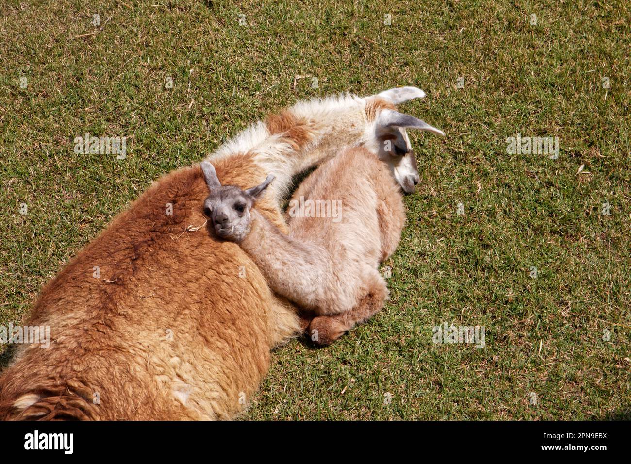 A llama and its baby (cria) lying on the grass inside Machu Picchu, Cusco Department, Peru Stock Photo