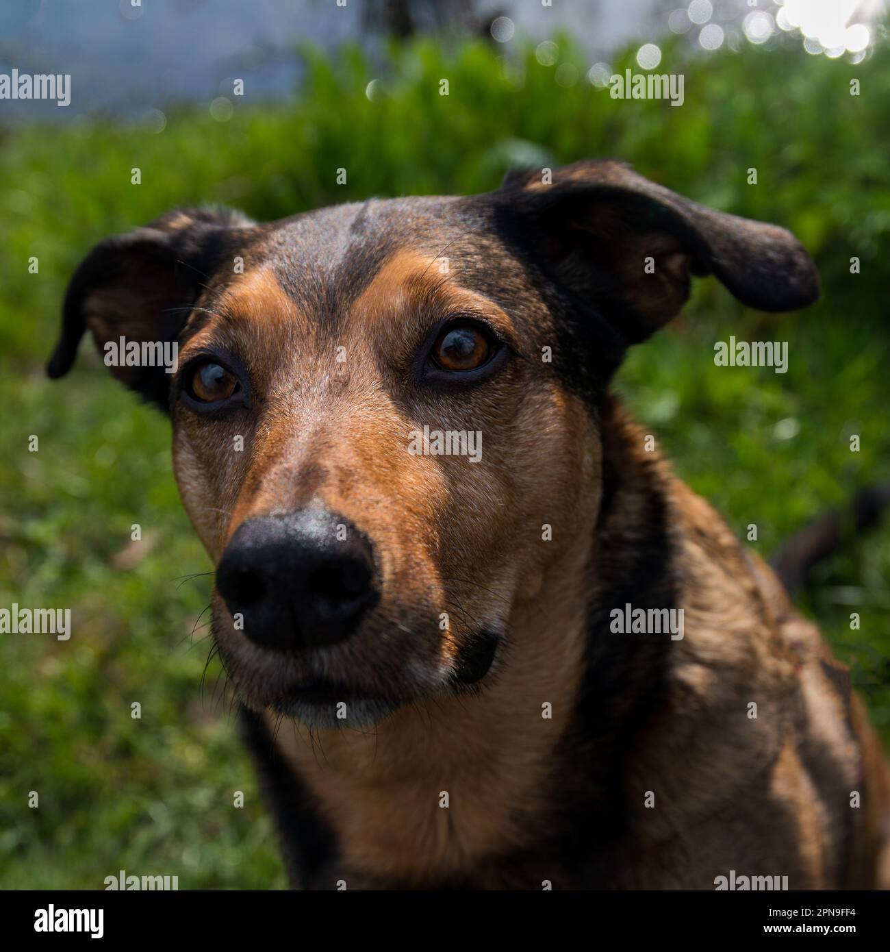 close up of a dog Stock Photo
