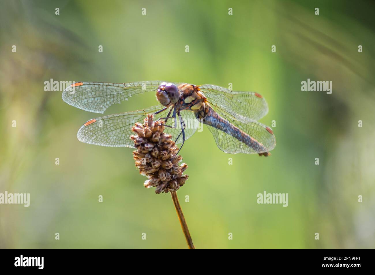 Common Darter dragonfly viewed from underneath on a dried seed head Stock Photo