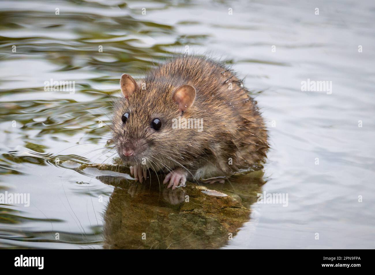 Rat clinging to a rock in a pond Stock Photo