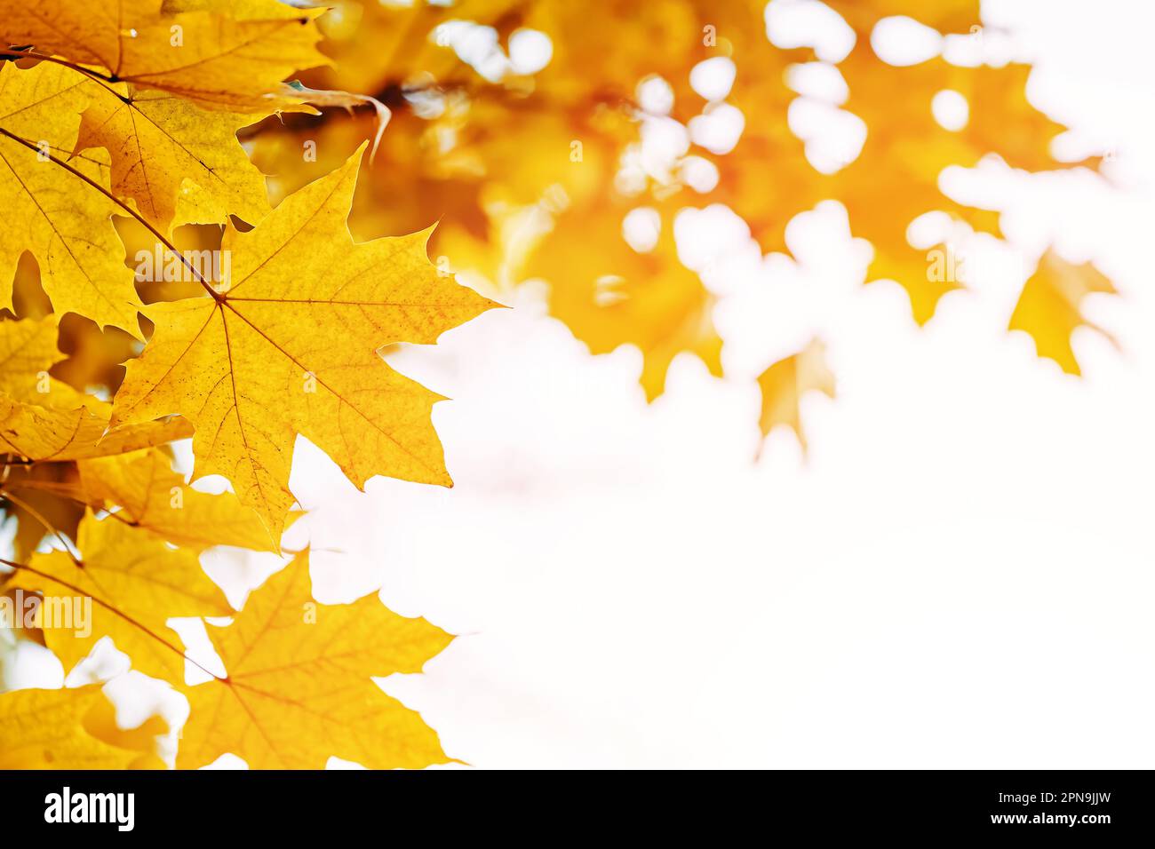 Yellow maple leaves on the tree close-up, fall background Stock Photo