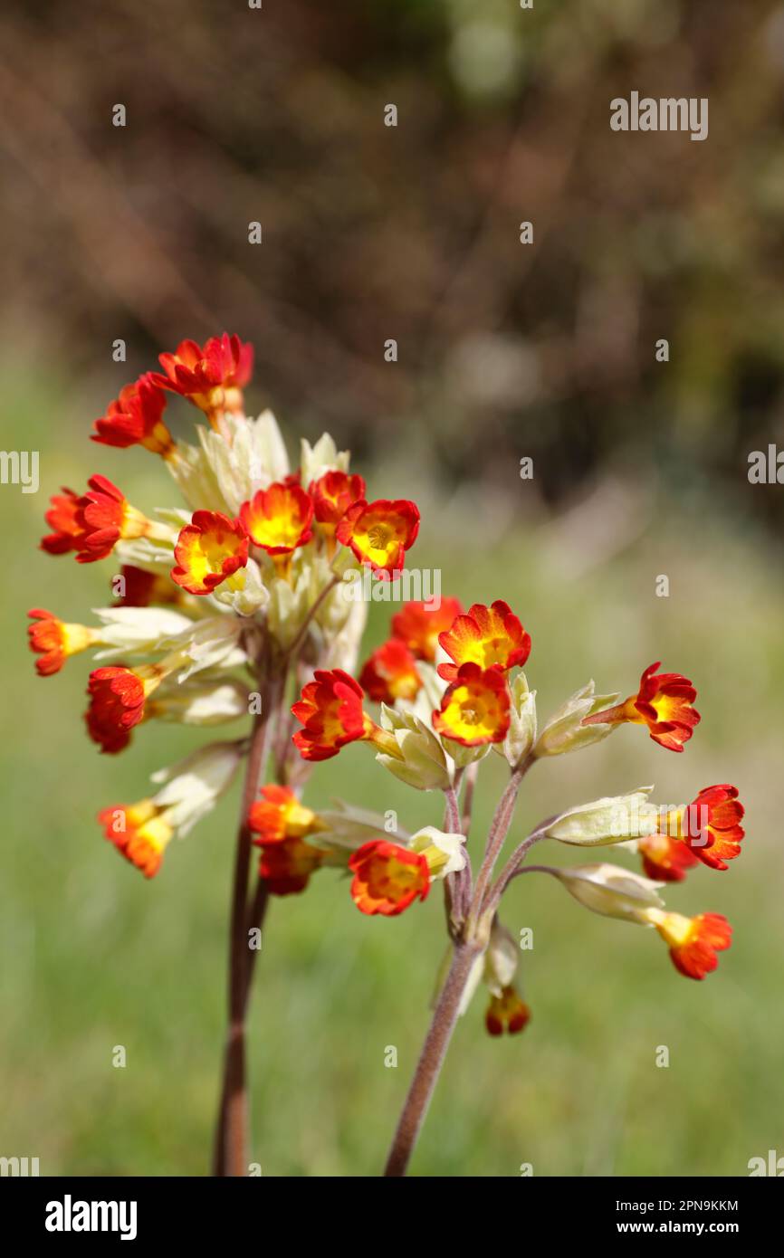 Red cowslip flowering in the Suffolk countryside, Suffolk, England, United Kingdom Stock Photo