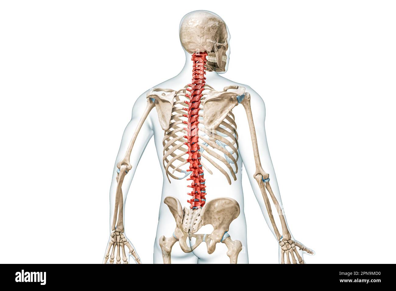 Bones of the spine or vertebrae in color back view with body 3D