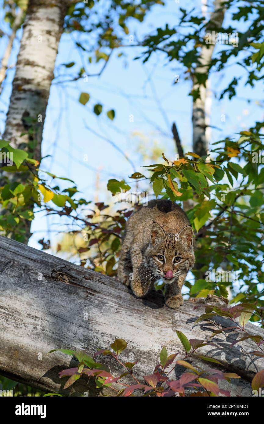 Bobcat (Lynx rufus) Licks Face While Preparing to Jump Off Log Autumn - captive animal Stock Photo