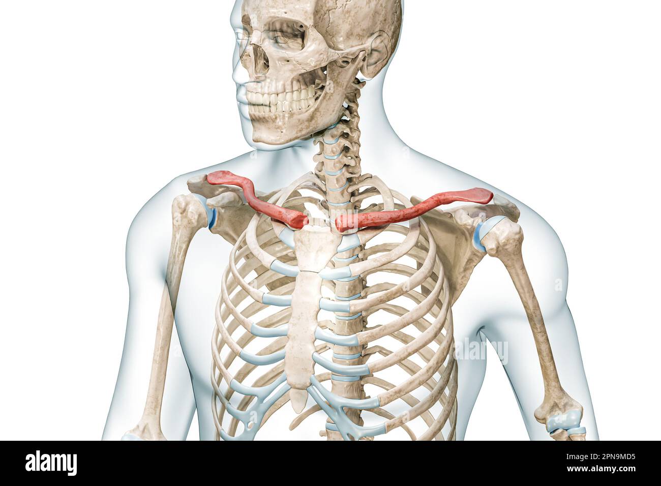 Clavicle bones or collarbones in color with body 3D rendering illustration isolated on white with copy space. Human skeleton anatomy, medical diagram, Stock Photo