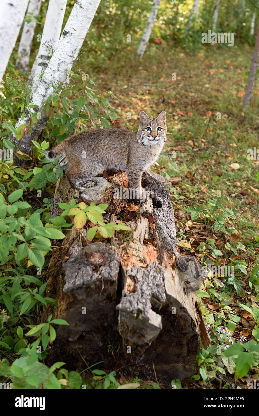 Bobcat (Lynx rufus) Stands Sideways on Log Looking Out Autumn - captive animal Stock Photo