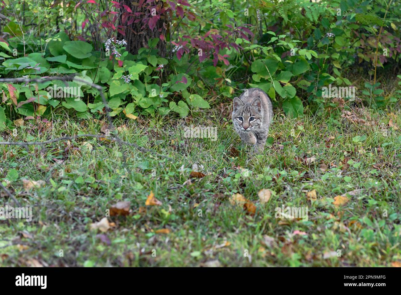 Bobcat (Lynx rufus) Steps Out of Brush Paw Up Autumn - captive animal Stock Photo