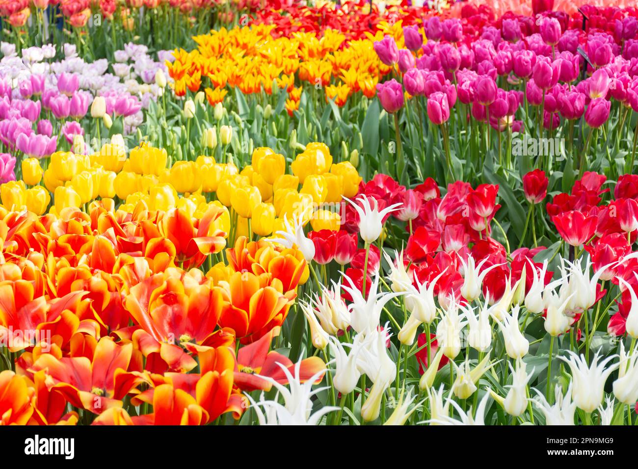 Tulip display inside Willem-Alexander Pavilion, Keukenhof Gardens, Lisse, South Holland (Zuid-Holland), Kingdom of the Netherlands Stock Photo