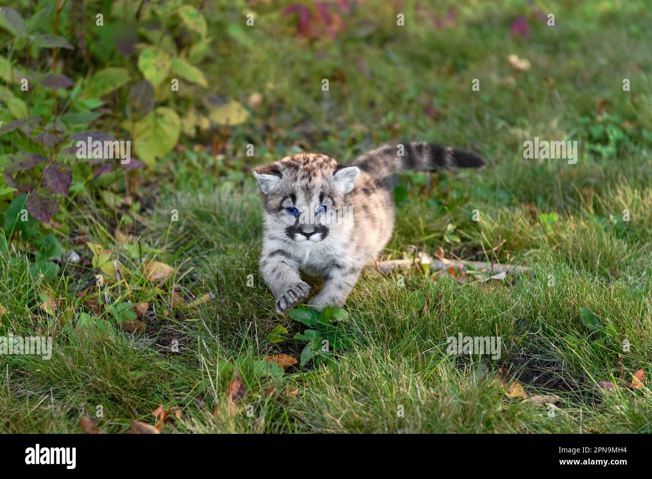 Blue Eyed Cougar Kitten (Puma concolor) Walks Forward Claws Out Autumn - captive animal Stock Photo