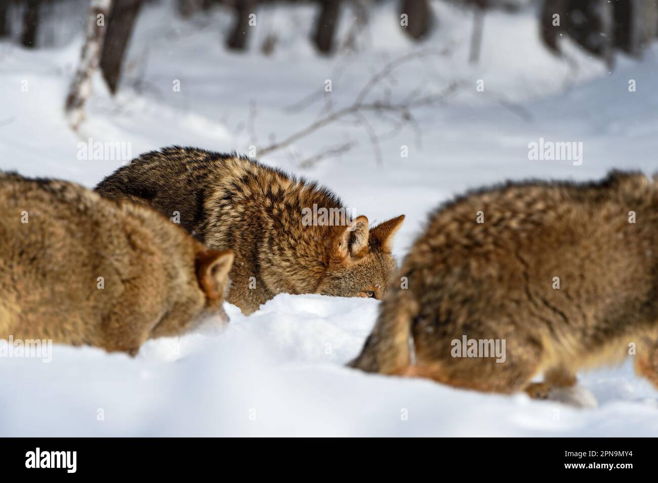Coyote (Canis latrans) Eye Over Snow With Pack Winter - captive animals Stock Photo